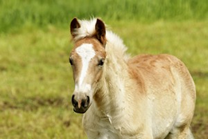 Reutemuehle Pony